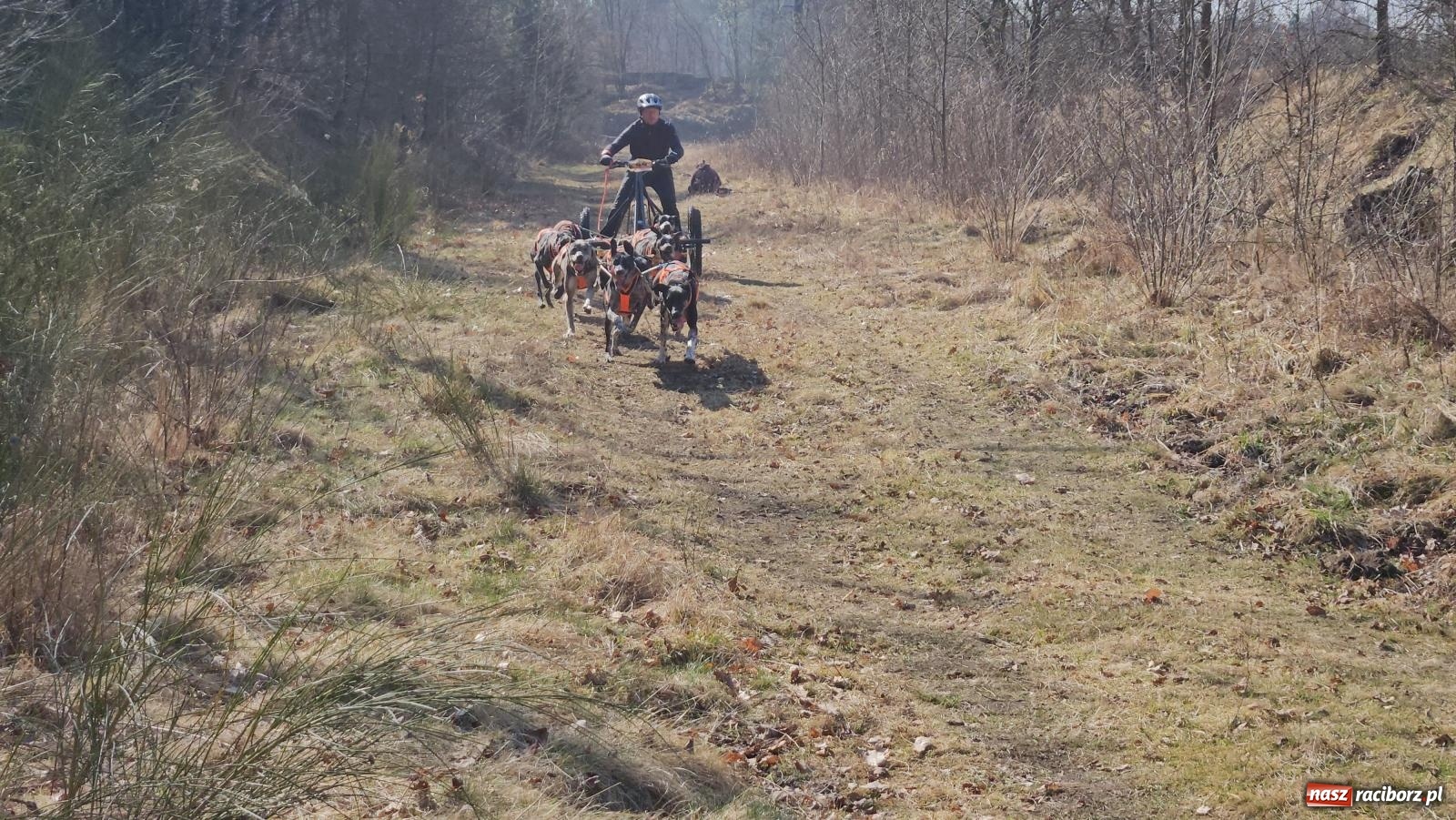Zdjęcie w galerii na portalu naszraciborz.pl: DOG ADVENTURE SPRINT RACE – zawody psich zaprzęgów w Kuźni Raciborskiej [FOTO i WIDEO] wiadomości z regionu