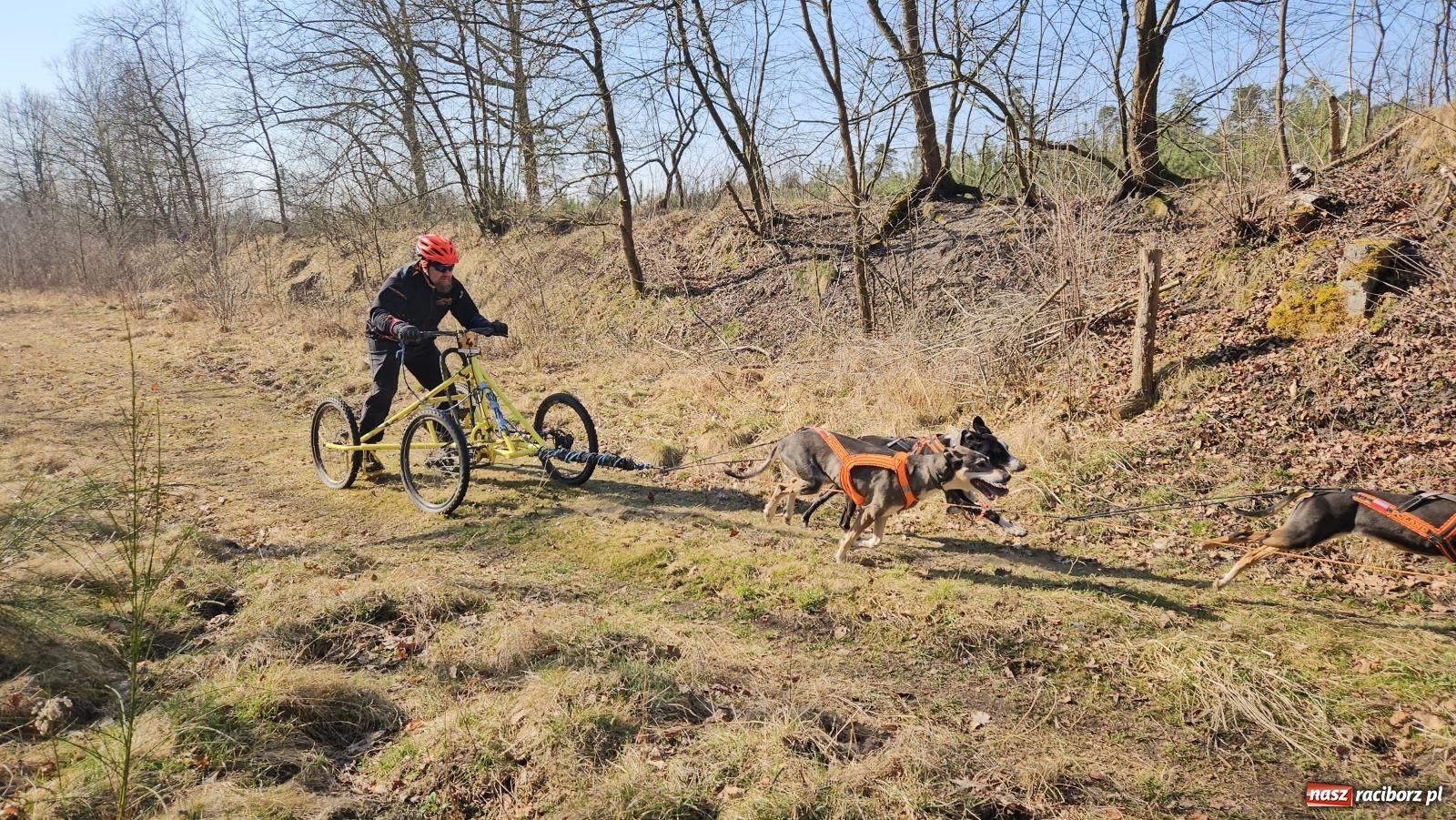 Zdjęcie w galerii na portalu naszraciborz.pl: DOG ADVENTURE SPRINT RACE – zawody psich zaprzęgów w Kuźni Raciborskiej [FOTO i WIDEO] wiadomości z regionu
