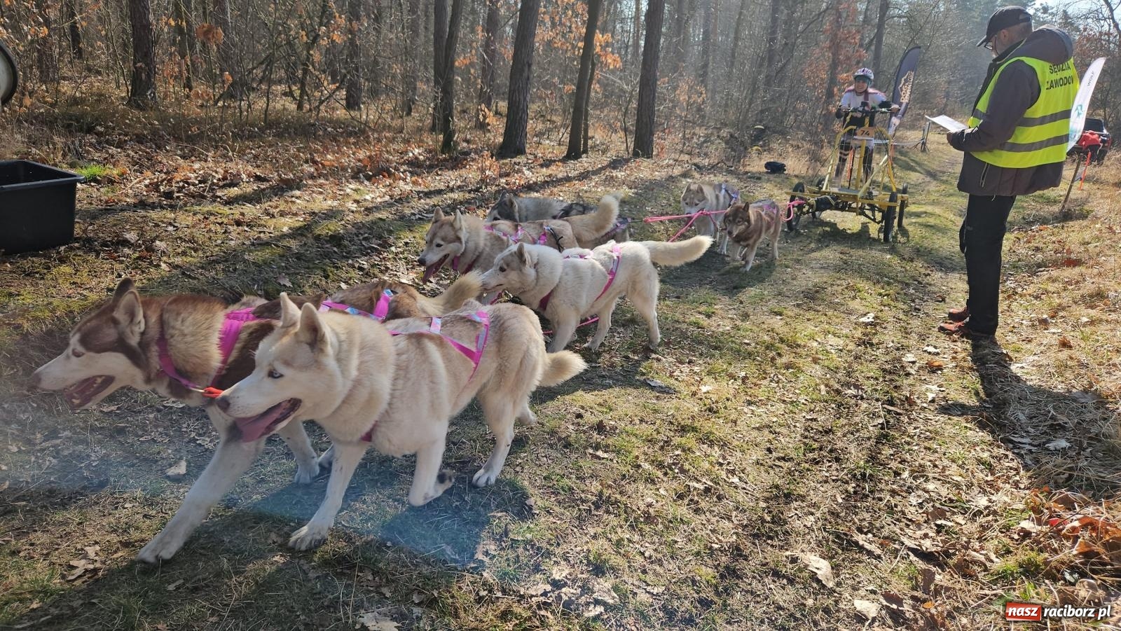 Zdjęcie w galerii na portalu naszraciborz.pl: DOG ADVENTURE SPRINT RACE – zawody psich zaprzęgów w Kuźni Raciborskiej [FOTO i WIDEO] wiadomości z regionu