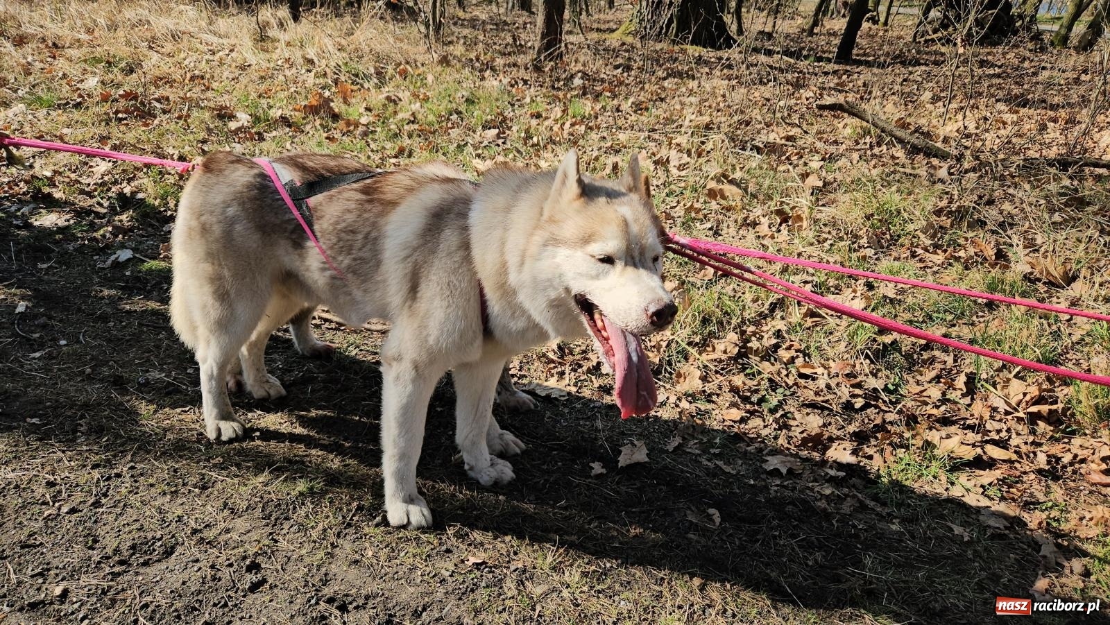 Zdjęcie w galerii na portalu naszraciborz.pl: DOG ADVENTURE SPRINT RACE – zawody psich zaprzęgów w Kuźni Raciborskiej [FOTO i WIDEO] wiadomości z regionu