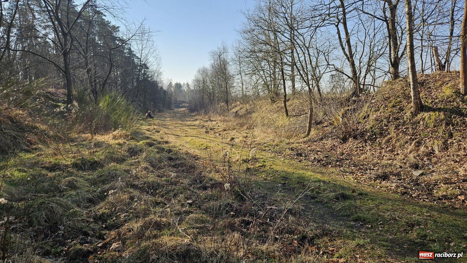 Zdjęcie w galerii na portalu naszraciborz.pl: DOG ADVENTURE SPRINT RACE – zawody psich zaprzęgów w Kuźni Raciborskiej [FOTO i WIDEO] wiadomości z regionu