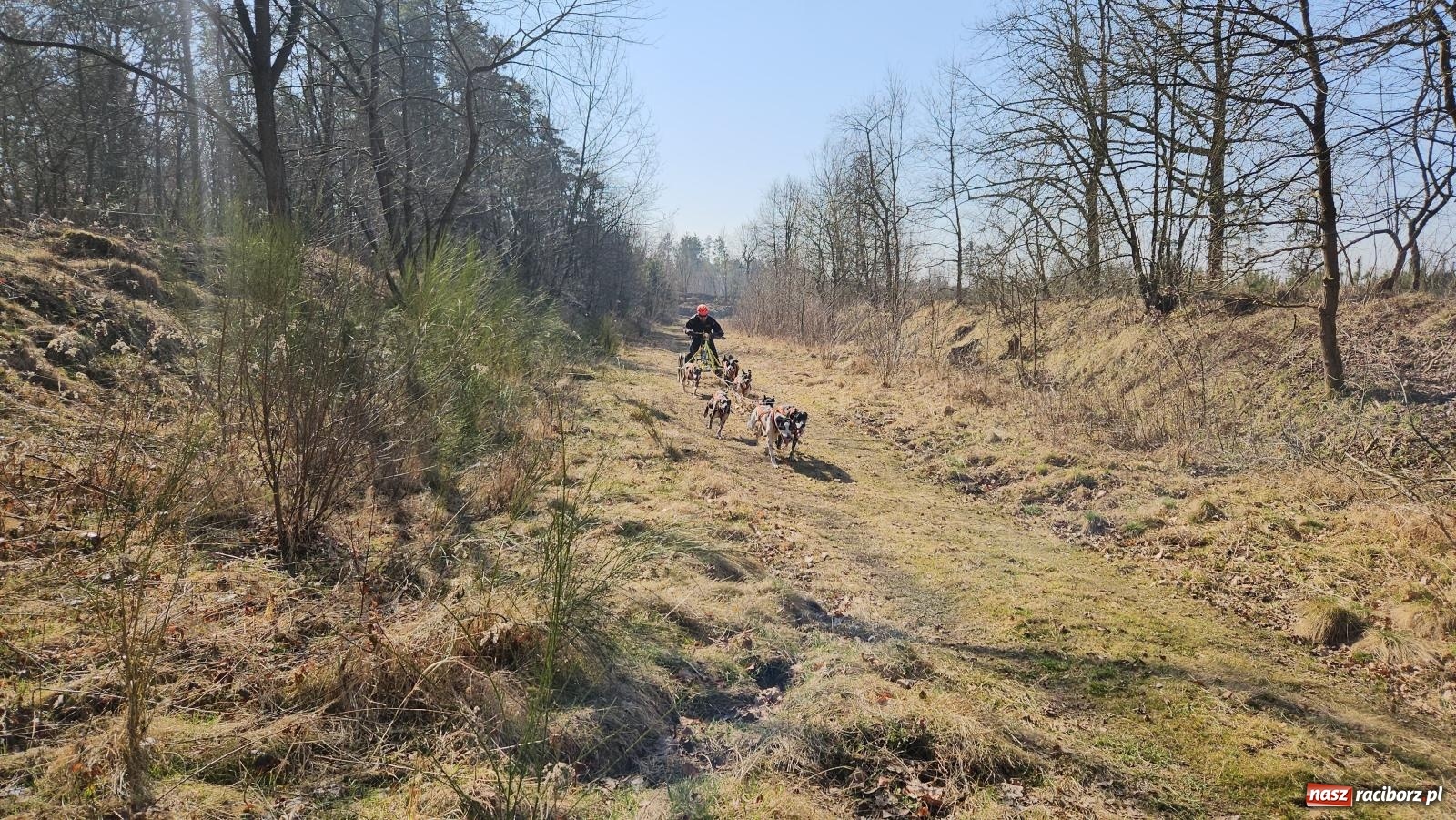 Zdjęcie w galerii na portalu naszraciborz.pl: DOG ADVENTURE SPRINT RACE – zawody psich zaprzęgów w Kuźni Raciborskiej [FOTO i WIDEO] wiadomości z regionu