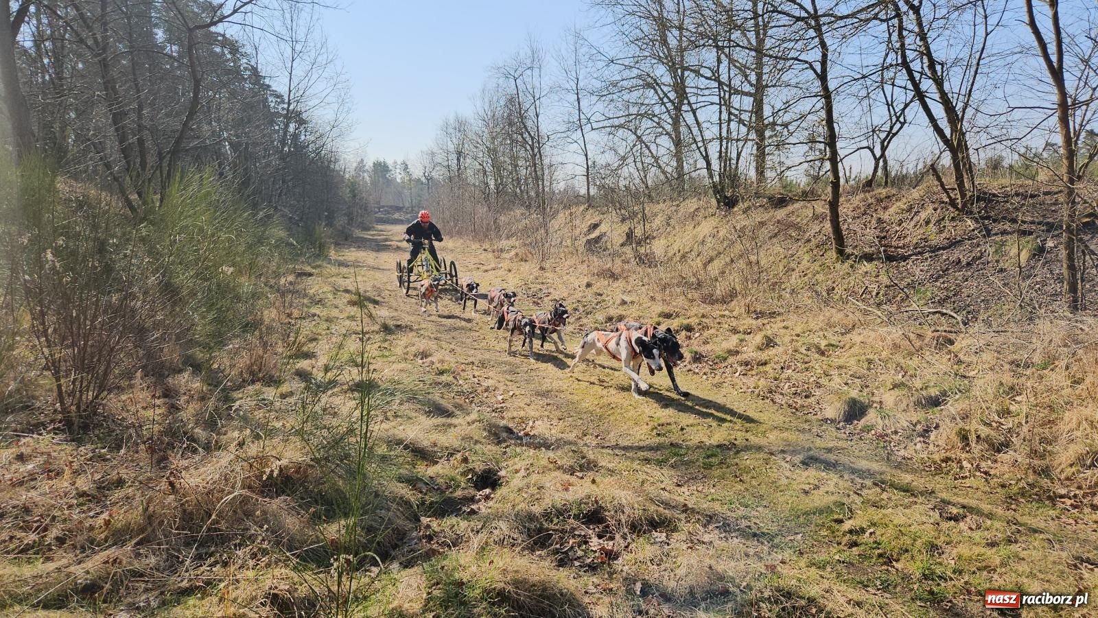 Zdjęcie w galerii na portalu naszraciborz.pl: DOG ADVENTURE SPRINT RACE – zawody psich zaprzęgów w Kuźni Raciborskiej [FOTO i WIDEO] wiadomości z regionu