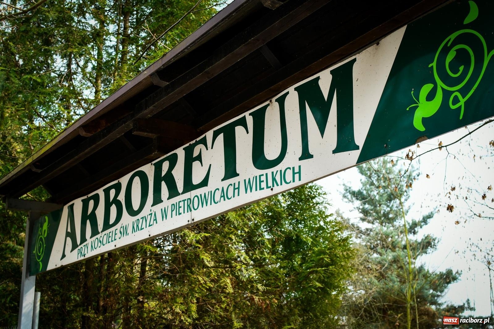 Zdjęcie w galerii na portalu naszraciborz.pl: Pietrowickie arboretum wypięknieje. Pomógł WFOŚiGW z Katowic [FOTO i WIDEO] wiadomości z regionu