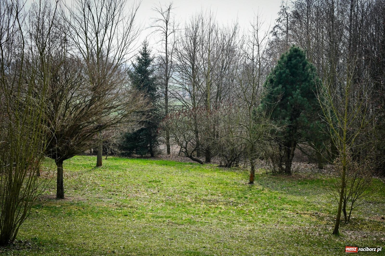 Zdjęcie w galerii na portalu naszraciborz.pl: Pietrowickie arboretum wypięknieje. Pomógł WFOŚiGW z Katowic [FOTO i WIDEO] wiadomości z regionu