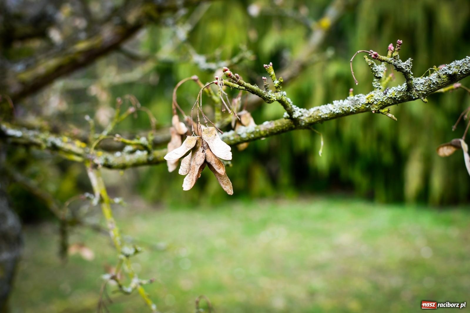 Zdjęcie w galerii na portalu naszraciborz.pl: Pietrowickie arboretum wypięknieje. Pomógł WFOŚiGW z Katowic [FOTO i WIDEO] wiadomości z regionu