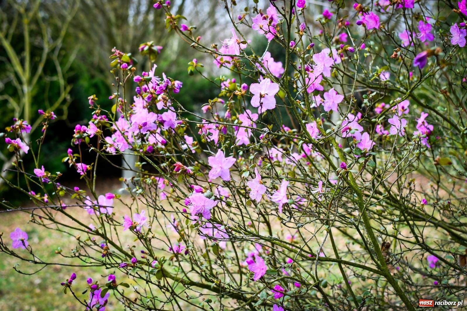 Zdjęcie w galerii na portalu naszraciborz.pl: Pietrowickie arboretum wypięknieje. Pomógł WFOŚiGW z Katowic [FOTO i WIDEO] wiadomości z regionu