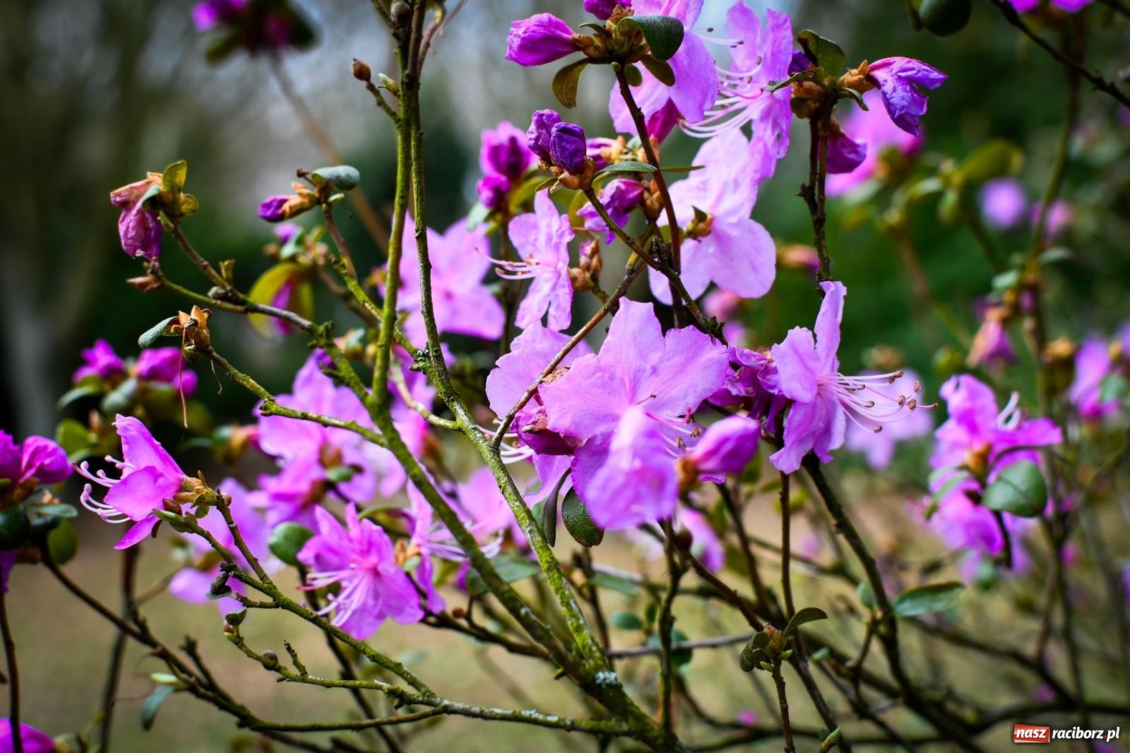 Zdjęcie w galerii na portalu naszraciborz.pl: Pietrowickie arboretum wypięknieje. Pomógł WFOŚiGW z Katowic [FOTO i WIDEO] wiadomości z regionu