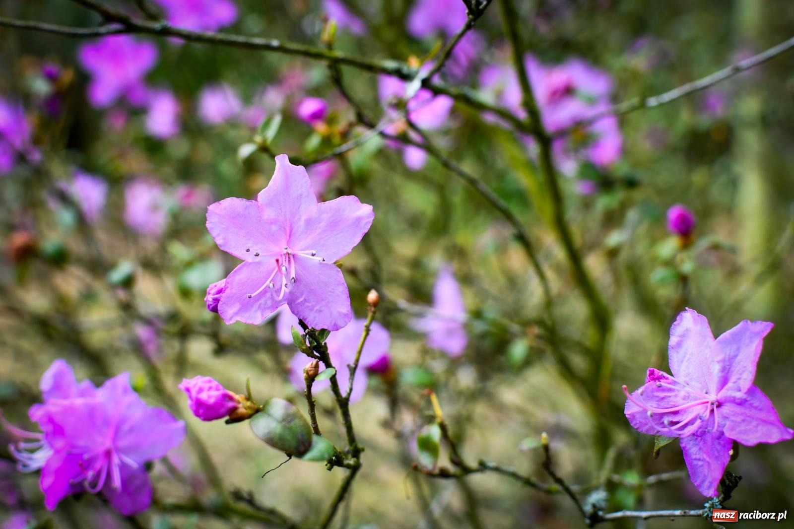 Zdjęcie w galerii na portalu naszraciborz.pl: Pietrowickie arboretum wypięknieje. Pomógł WFOŚiGW z Katowic [FOTO i WIDEO] wiadomości z regionu