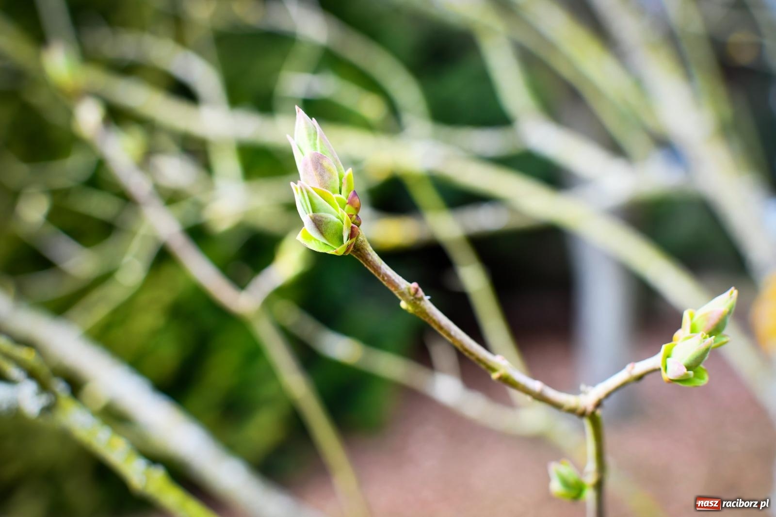 Zdjęcie w galerii na portalu naszraciborz.pl: Pietrowickie arboretum wypięknieje. Pomógł WFOŚiGW z Katowic [FOTO i WIDEO] wiadomości z regionu