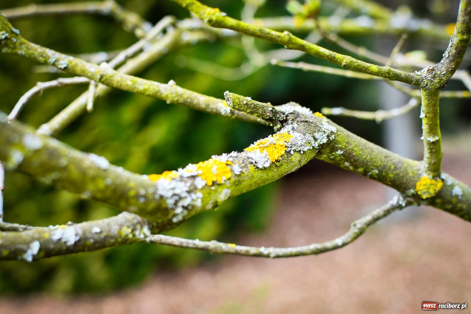 Zdjęcie w galerii na portalu naszraciborz.pl: Pietrowickie arboretum wypięknieje. Pomógł WFOŚiGW z Katowic [FOTO i WIDEO] wiadomości z regionu