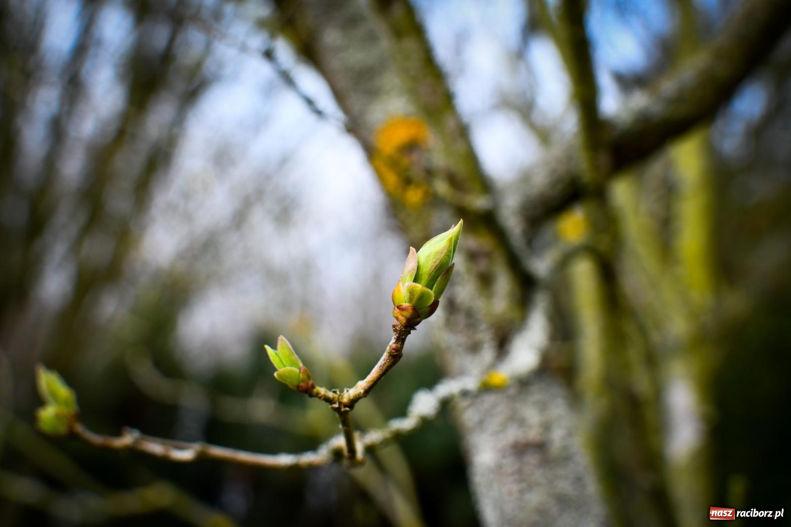 Zdjęcie w galerii na portalu naszraciborz.pl: Pietrowickie arboretum wypięknieje. Pomógł WFOŚiGW z Katowic [FOTO i WIDEO] wiadomości z regionu