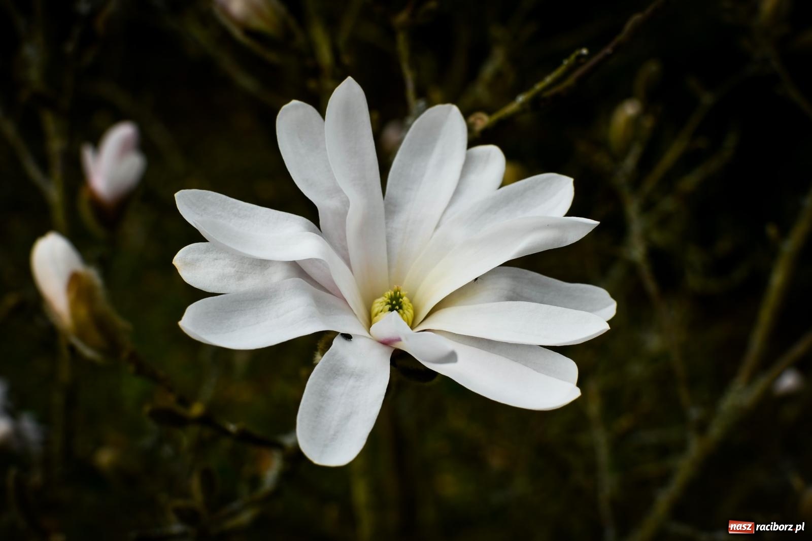 Zdjęcie w galerii na portalu naszraciborz.pl: Pietrowickie arboretum wypięknieje. Pomógł WFOŚiGW z Katowic [FOTO i WIDEO] wiadomości z regionu