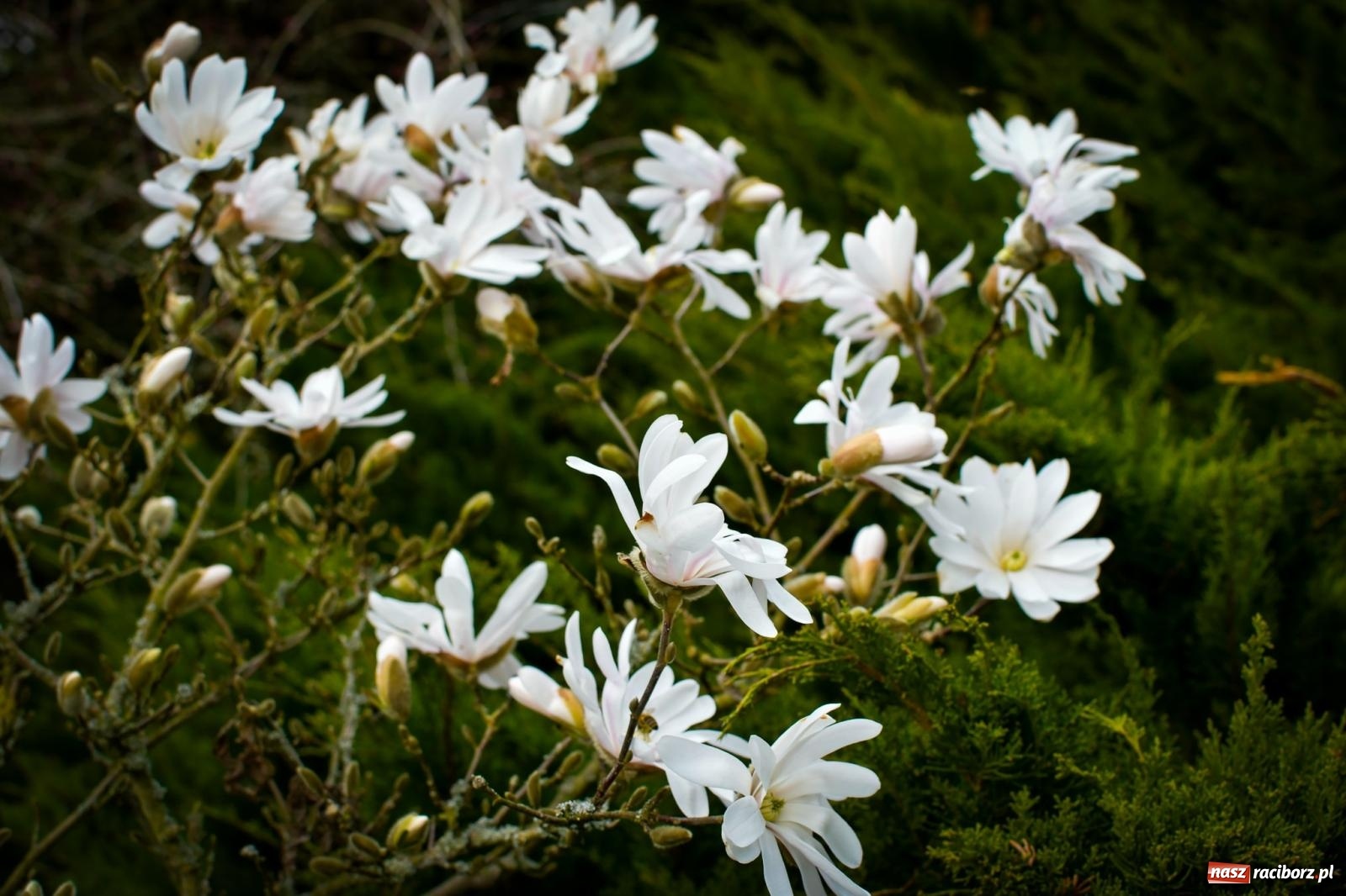 Zdjęcie w galerii na portalu naszraciborz.pl: Pietrowickie arboretum wypięknieje. Pomógł WFOŚiGW z Katowic [FOTO i WIDEO] wiadomości z regionu