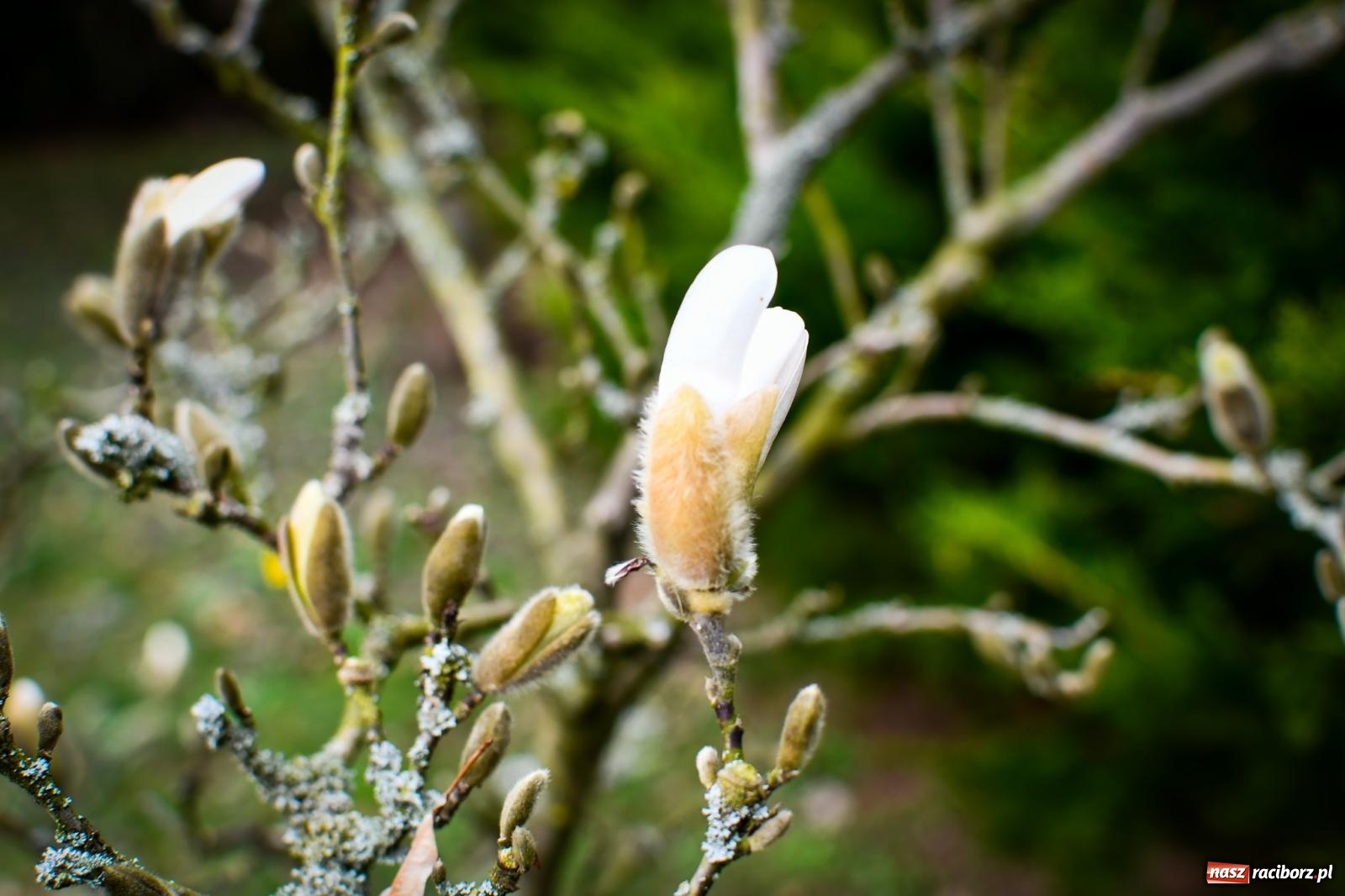 Zdjęcie w galerii na portalu naszraciborz.pl: Pietrowickie arboretum wypięknieje. Pomógł WFOŚiGW z Katowic [FOTO i WIDEO] wiadomości z regionu