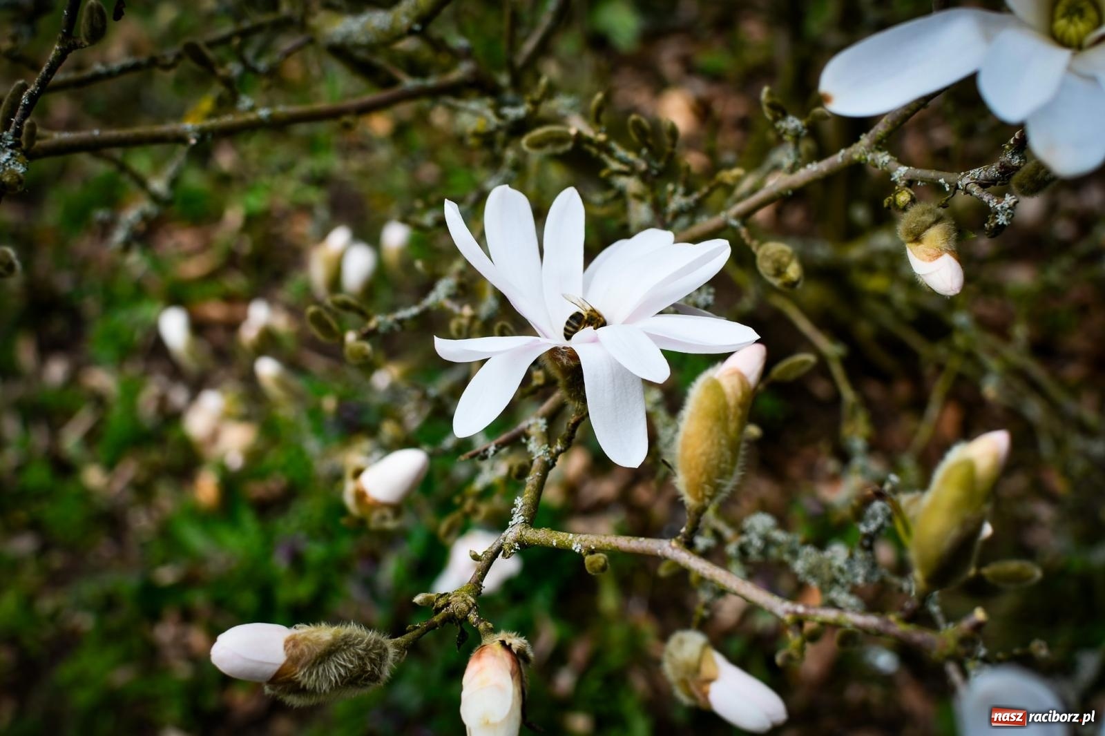 Zdjęcie w galerii na portalu naszraciborz.pl: Pietrowickie arboretum wypięknieje. Pomógł WFOŚiGW z Katowic [FOTO i WIDEO] wiadomości z regionu