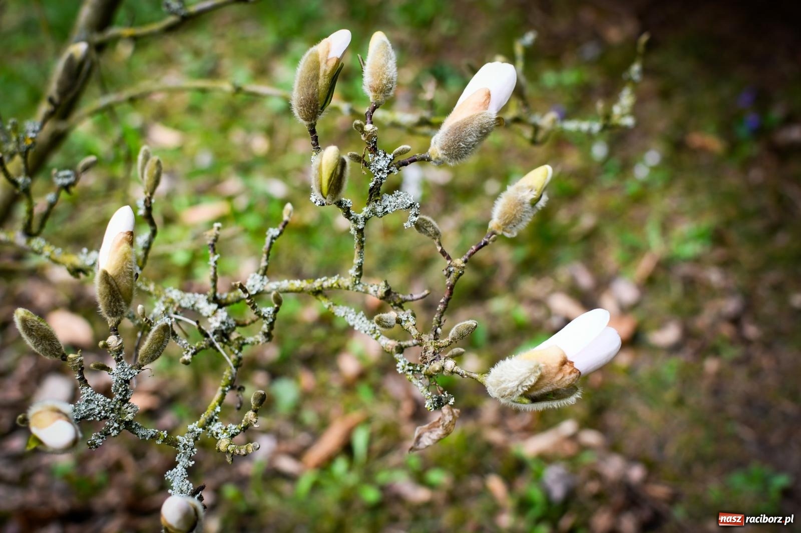 Zdjęcie w galerii na portalu naszraciborz.pl: Pietrowickie arboretum wypięknieje. Pomógł WFOŚiGW z Katowic [FOTO i WIDEO] wiadomości z regionu