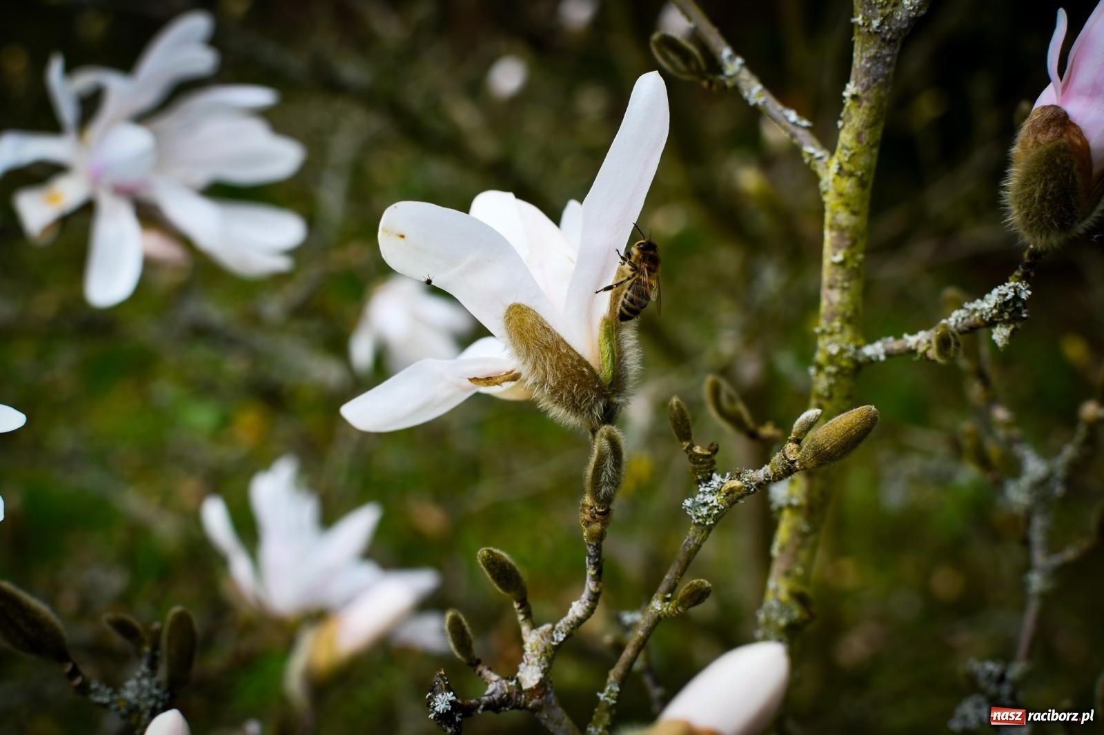 Zdjęcie w galerii na portalu naszraciborz.pl: Pietrowickie arboretum wypięknieje. Pomógł WFOŚiGW z Katowic [FOTO i WIDEO] wiadomości z regionu