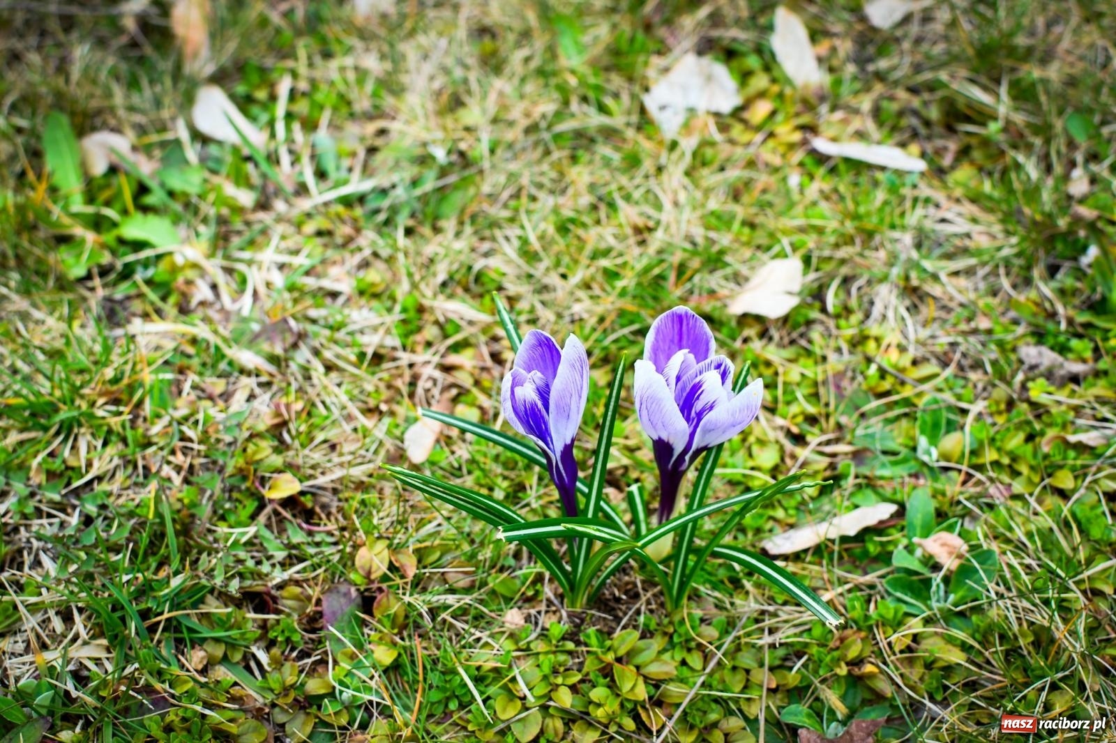 Zdjęcie w galerii na portalu naszraciborz.pl: Pietrowickie arboretum wypięknieje. Pomógł WFOŚiGW z Katowic [FOTO i WIDEO] wiadomości z regionu