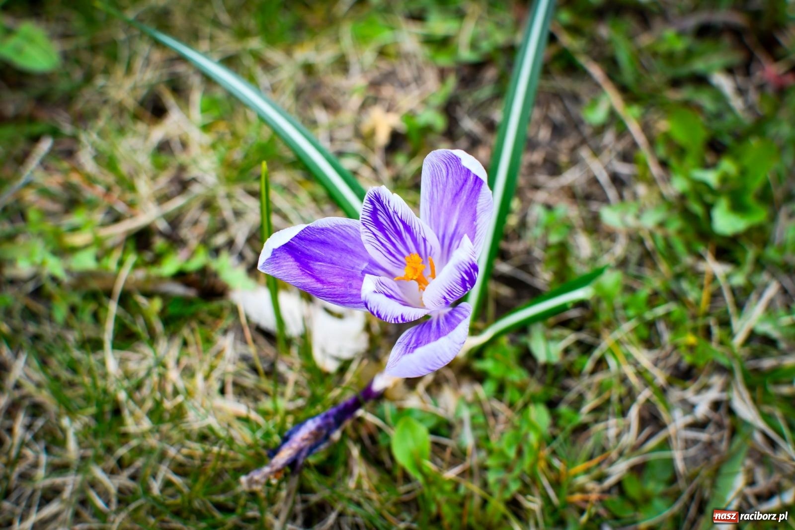 Zdjęcie w galerii na portalu naszraciborz.pl: Pietrowickie arboretum wypięknieje. Pomógł WFOŚiGW z Katowic [FOTO i WIDEO] wiadomości z regionu