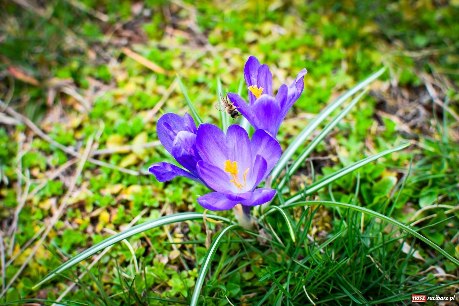 Zdjęcie w galerii na portalu naszraciborz.pl: Pietrowickie arboretum wypięknieje. Pomógł WFOŚiGW z Katowic [FOTO i WIDEO] wiadomości z regionu
