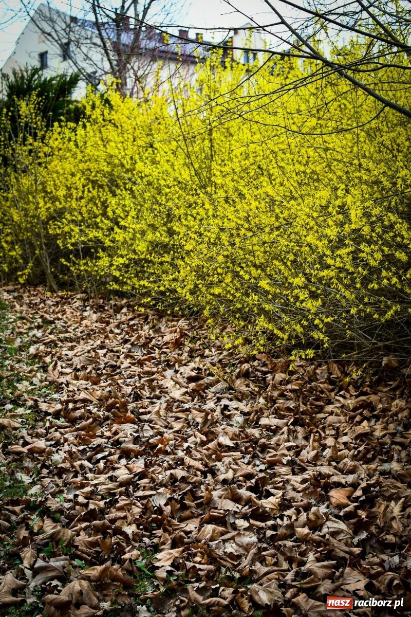 Zdjęcie w galerii na portalu naszraciborz.pl: Pietrowickie arboretum wypięknieje. Pomógł WFOŚiGW z Katowic [FOTO i WIDEO] wiadomości z regionu