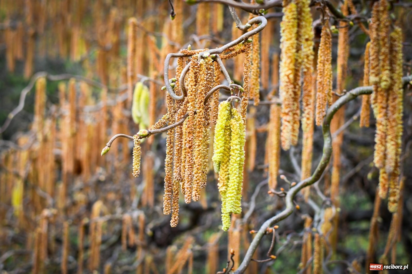 Zdjęcie w galerii na portalu naszraciborz.pl: Pietrowickie arboretum wypięknieje. Pomógł WFOŚiGW z Katowic [FOTO i WIDEO] wiadomości z regionu