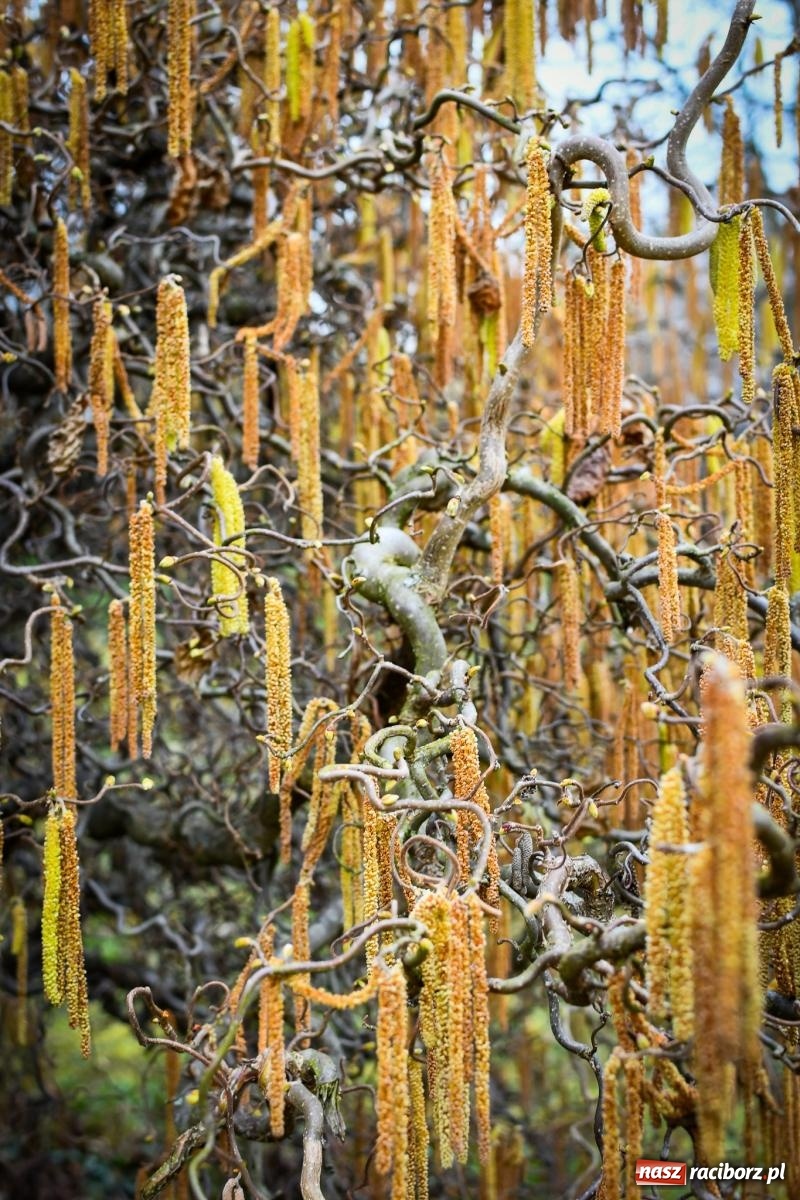 Zdjęcie w galerii na portalu naszraciborz.pl: Pietrowickie arboretum wypięknieje. Pomógł WFOŚiGW z Katowic [FOTO i WIDEO] wiadomości z regionu