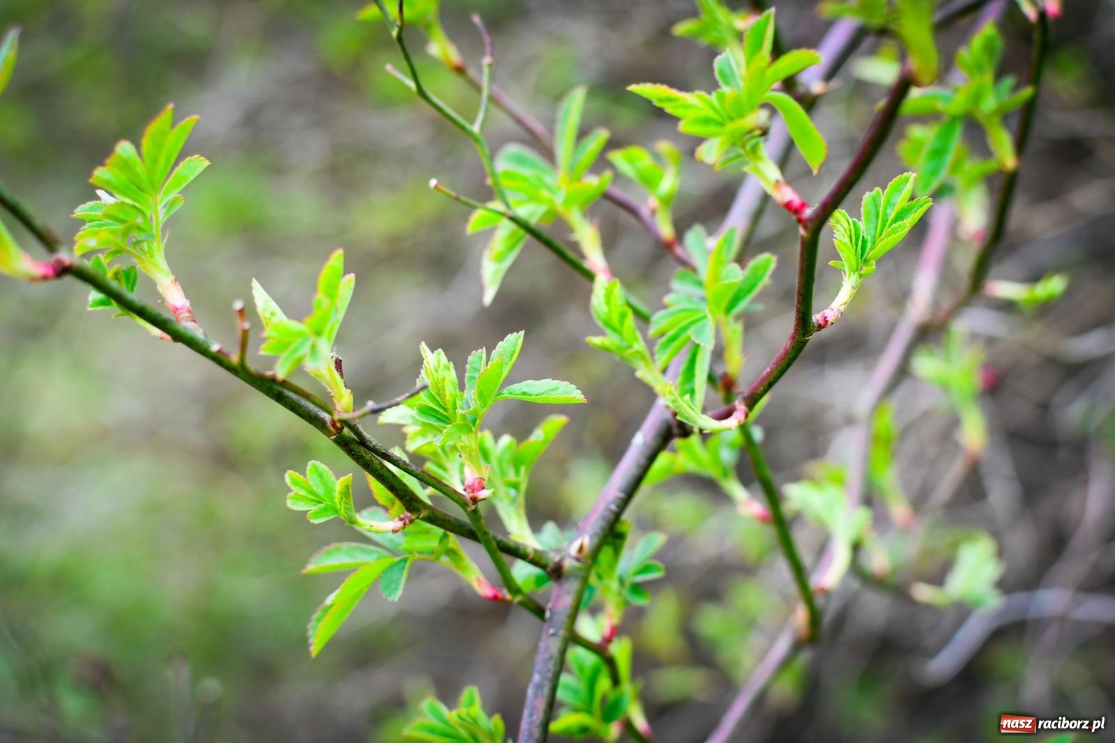 Zdjęcie w galerii na portalu naszraciborz.pl: Pietrowickie arboretum wypięknieje. Pomógł WFOŚiGW z Katowic [FOTO i WIDEO] wiadomości z regionu