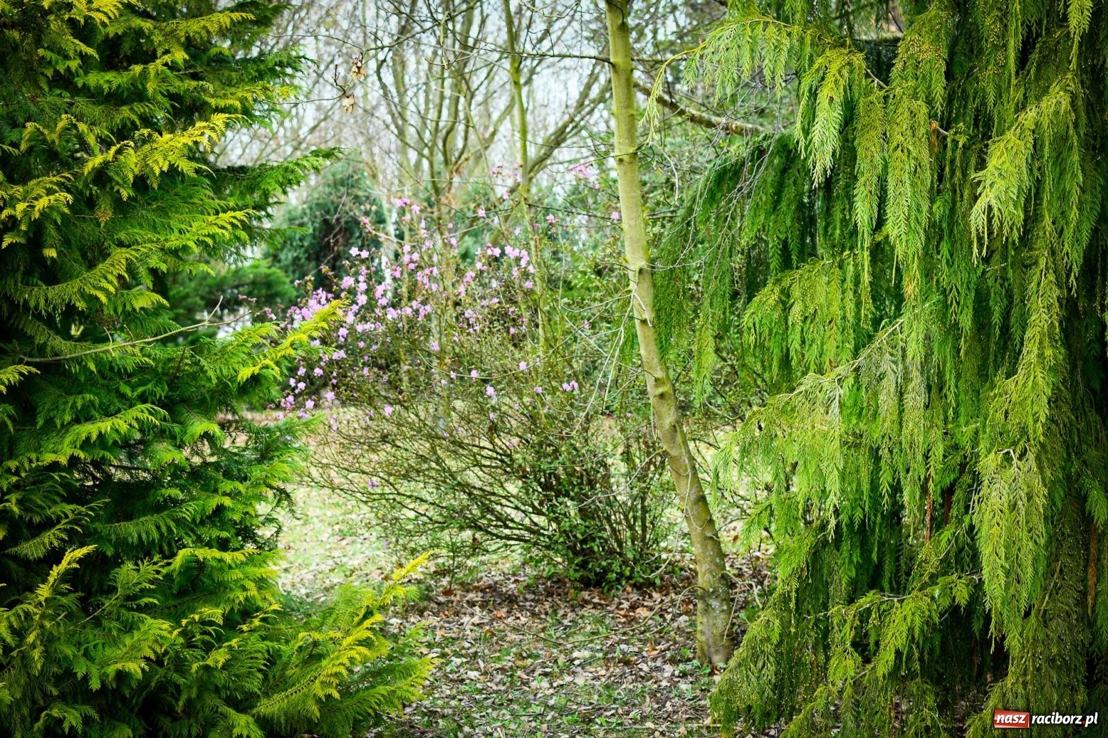 Zdjęcie w galerii na portalu naszraciborz.pl: Pietrowickie arboretum wypięknieje. Pomógł WFOŚiGW z Katowic [FOTO i WIDEO] wiadomości z regionu