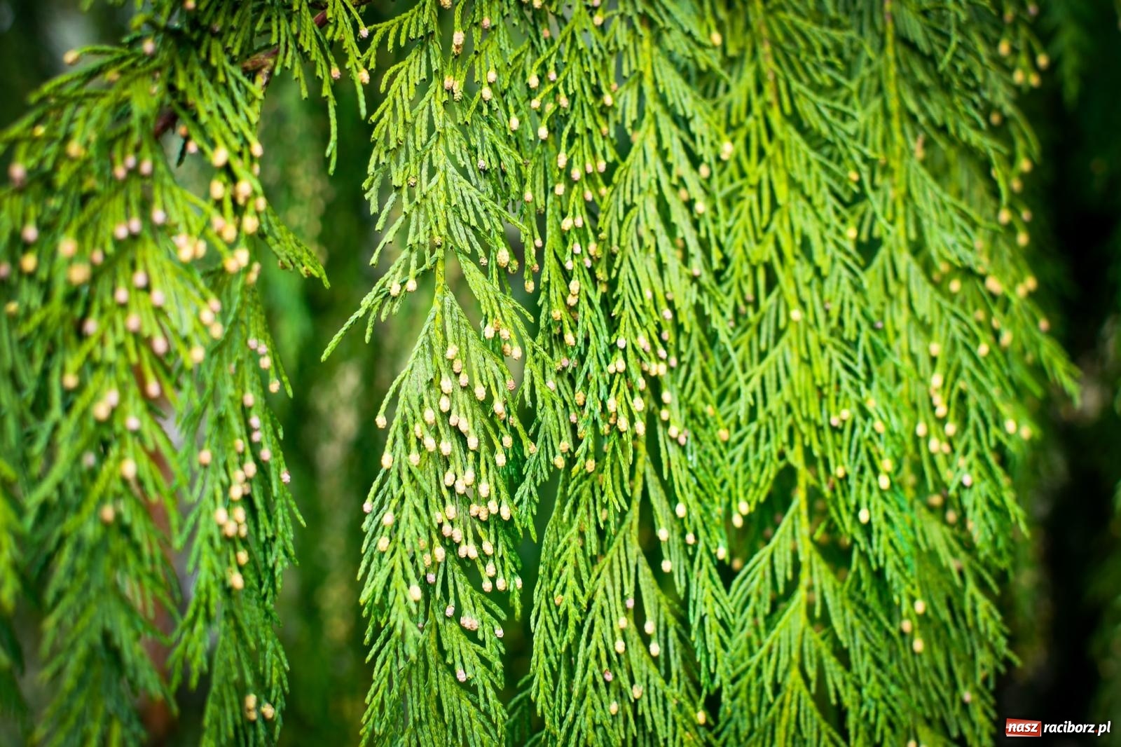 Zdjęcie w galerii na portalu naszraciborz.pl: Pietrowickie arboretum wypięknieje. Pomógł WFOŚiGW z Katowic [FOTO i WIDEO] wiadomości z regionu
