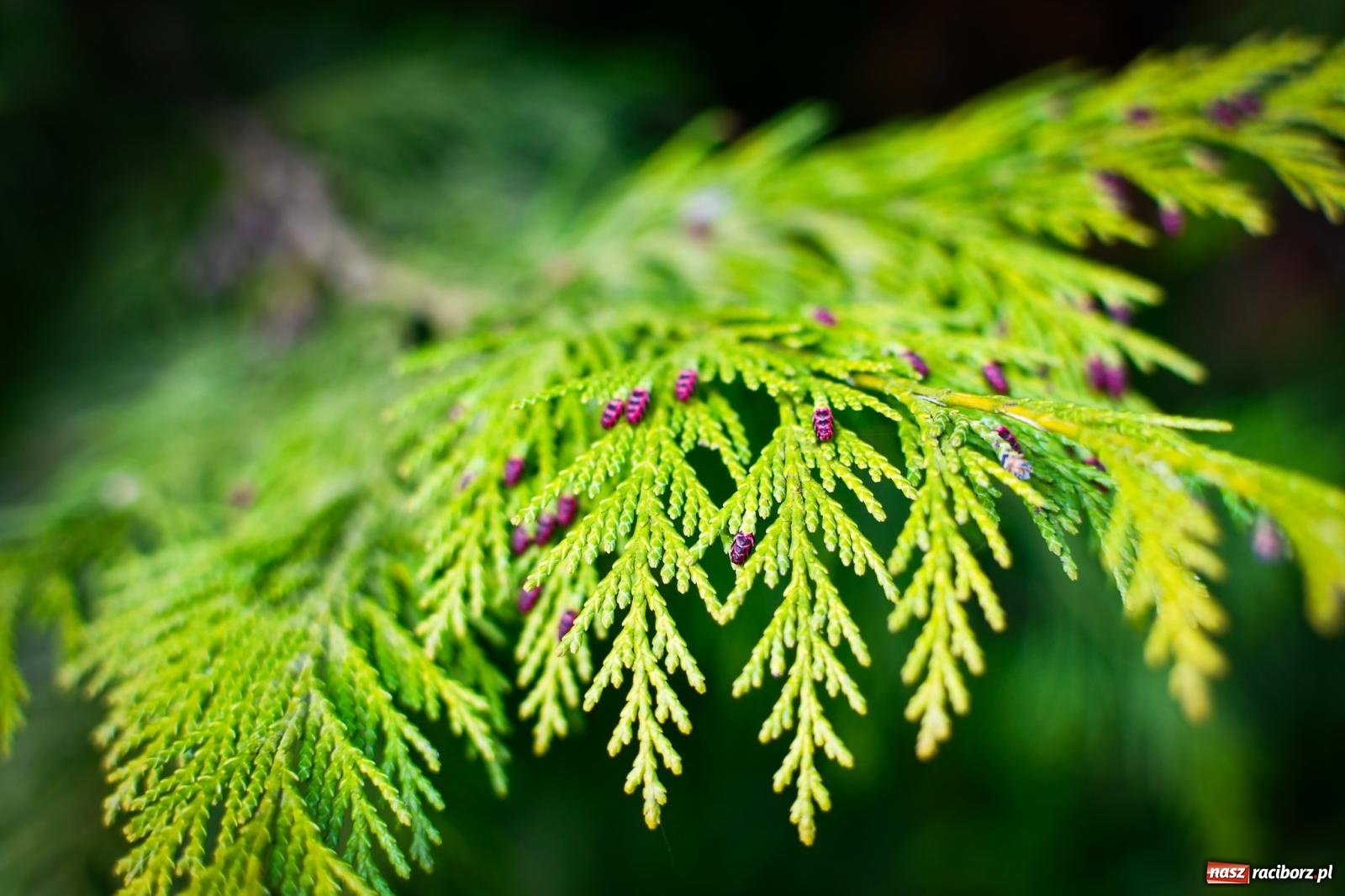 Zdjęcie w galerii na portalu naszraciborz.pl: Pietrowickie arboretum wypięknieje. Pomógł WFOŚiGW z Katowic [FOTO i WIDEO] wiadomości z regionu