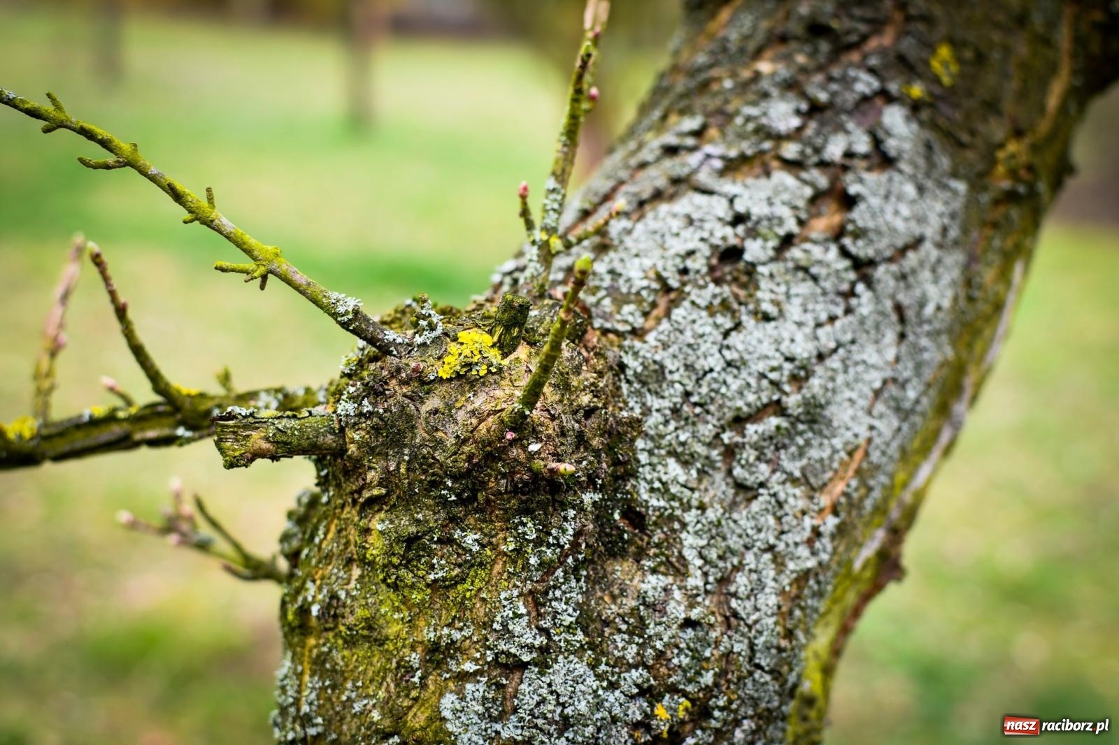 Zdjęcie w galerii na portalu naszraciborz.pl: Pietrowickie arboretum wypięknieje. Pomógł WFOŚiGW z Katowic [FOTO i WIDEO] wiadomości z regionu