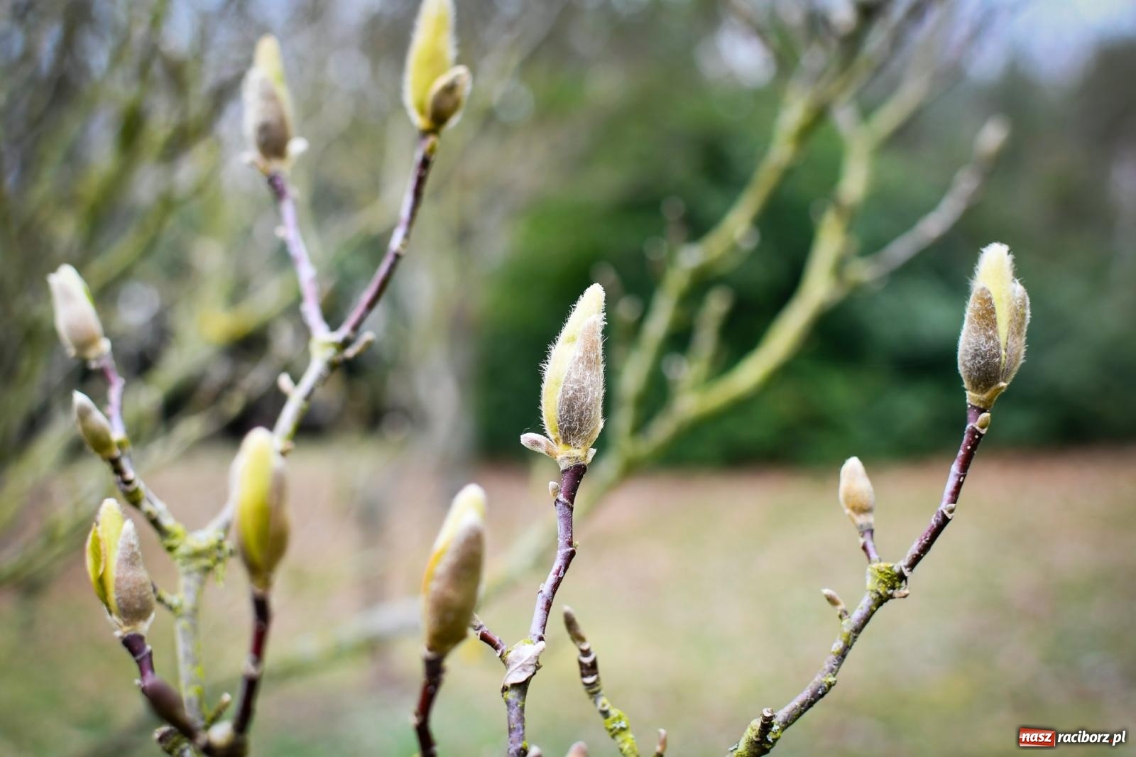 Zdjęcie w galerii na portalu naszraciborz.pl: Pietrowickie arboretum wypięknieje. Pomógł WFOŚiGW z Katowic [FOTO i WIDEO] wiadomości z regionu