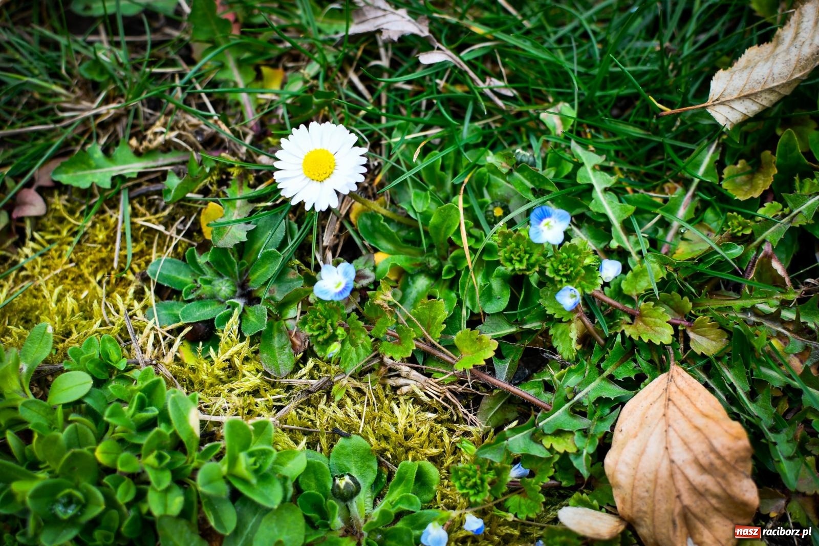 Zdjęcie w galerii na portalu naszraciborz.pl: Pietrowickie arboretum wypięknieje. Pomógł WFOŚiGW z Katowic [FOTO i WIDEO] wiadomości z regionu