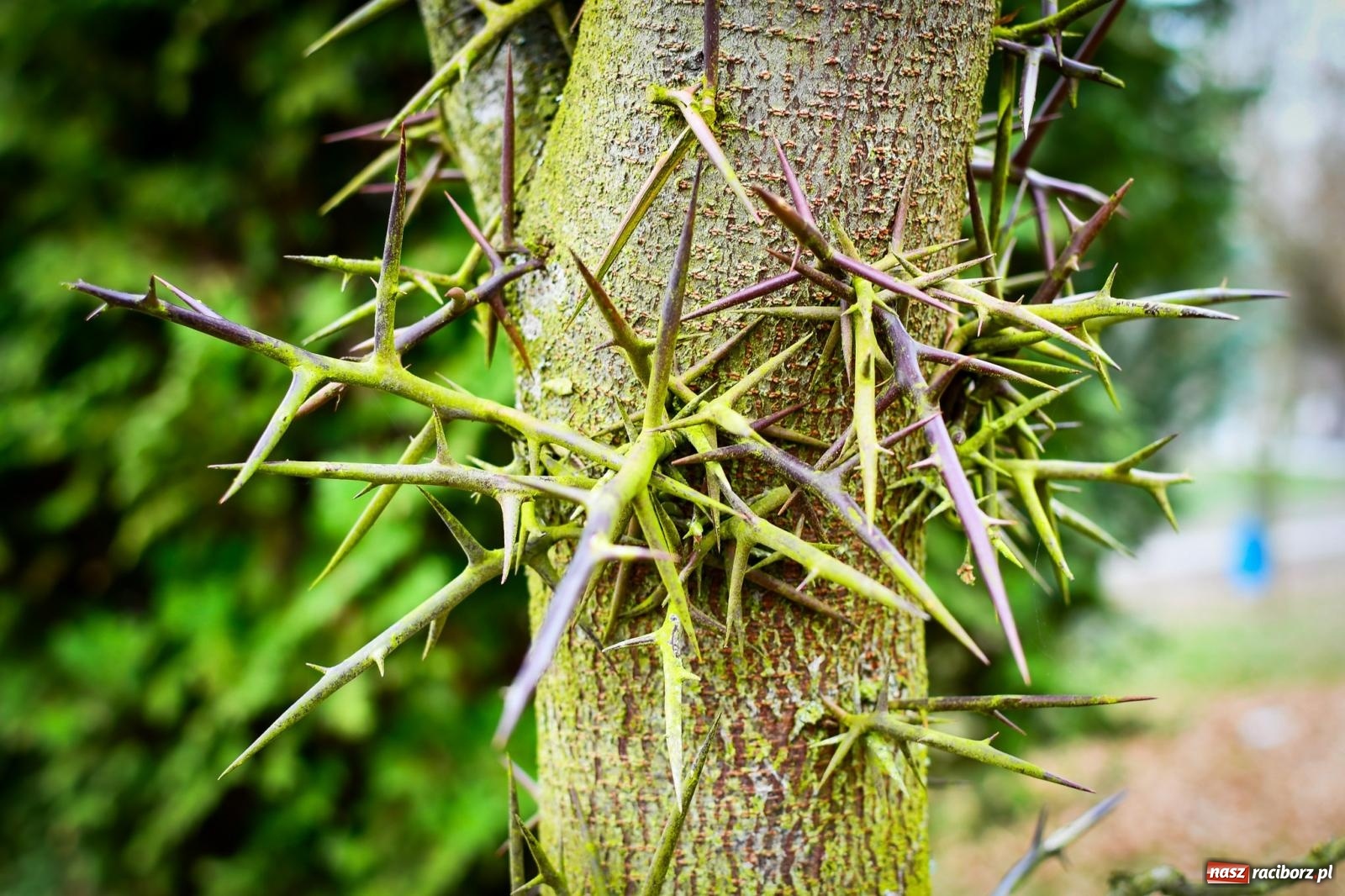 Zdjęcie w galerii na portalu naszraciborz.pl: Pietrowickie arboretum wypięknieje. Pomógł WFOŚiGW z Katowic [FOTO i WIDEO] wiadomości z regionu
