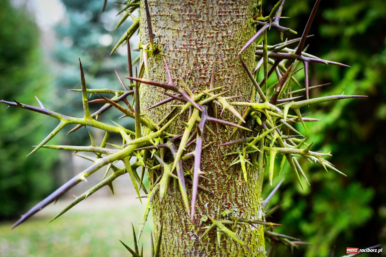 Zdjęcie w galerii na portalu naszraciborz.pl: Pietrowickie arboretum wypięknieje. Pomógł WFOŚiGW z Katowic [FOTO i WIDEO] wiadomości z regionu