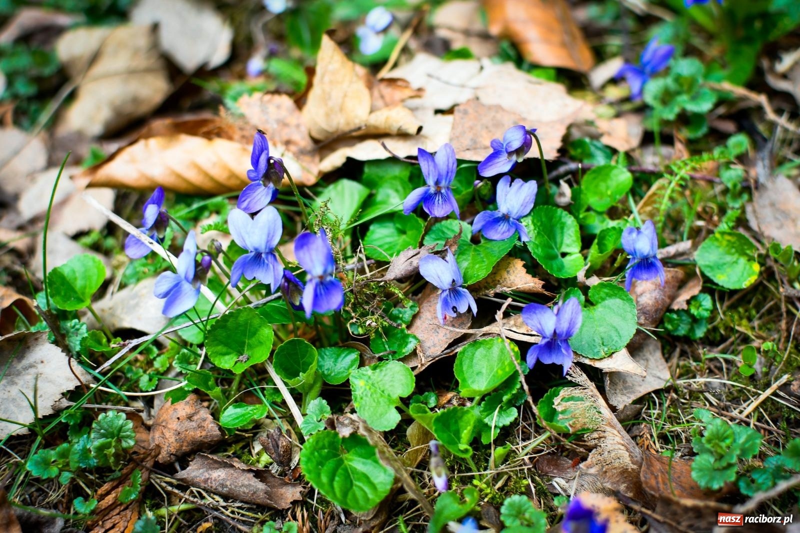 Zdjęcie w galerii na portalu naszraciborz.pl: Pietrowickie arboretum wypięknieje. Pomógł WFOŚiGW z Katowic [FOTO i WIDEO] wiadomości z regionu