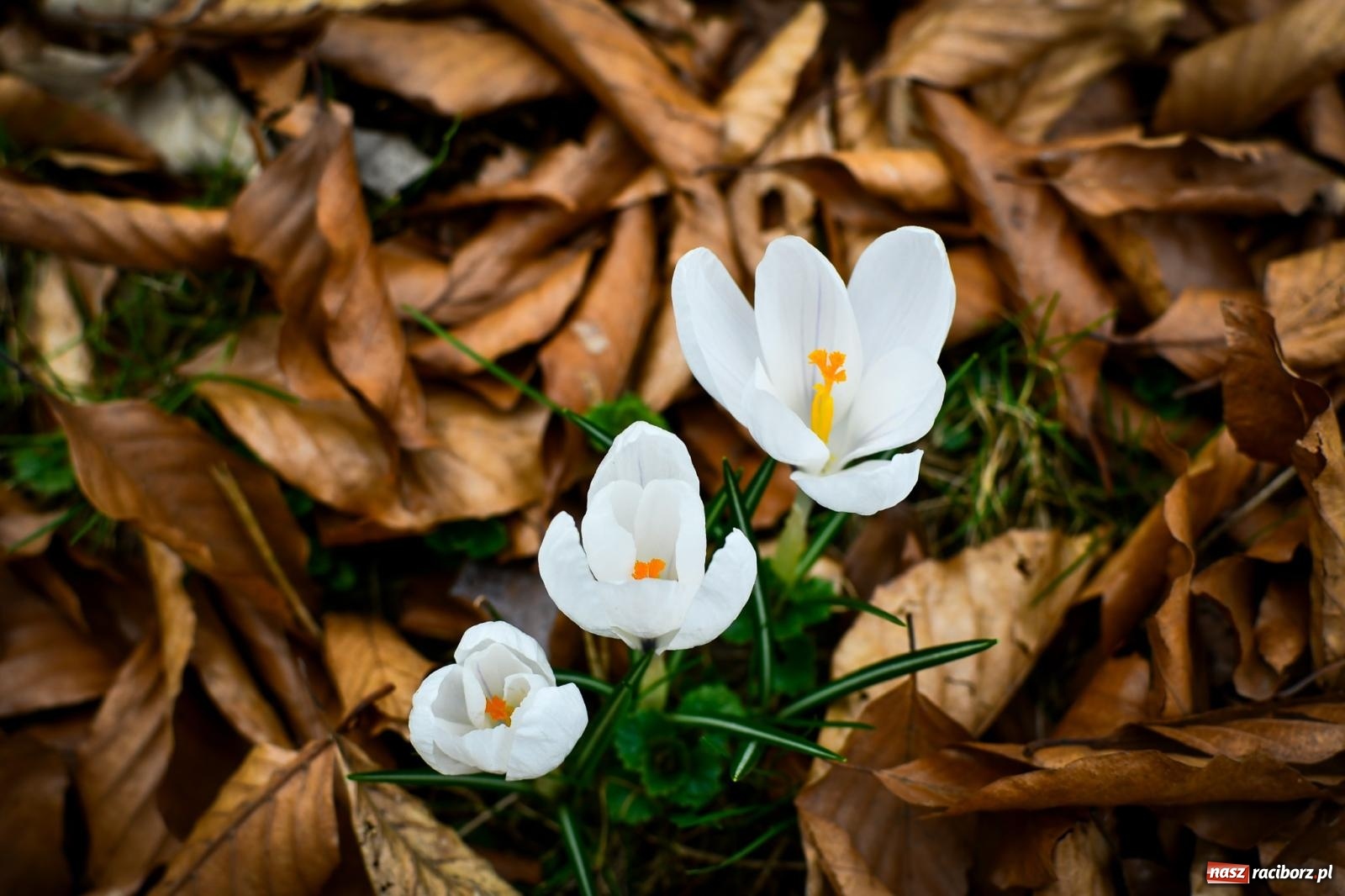 Zdjęcie w galerii na portalu naszraciborz.pl: Pietrowickie arboretum wypięknieje. Pomógł WFOŚiGW z Katowic [FOTO i WIDEO] wiadomości z regionu