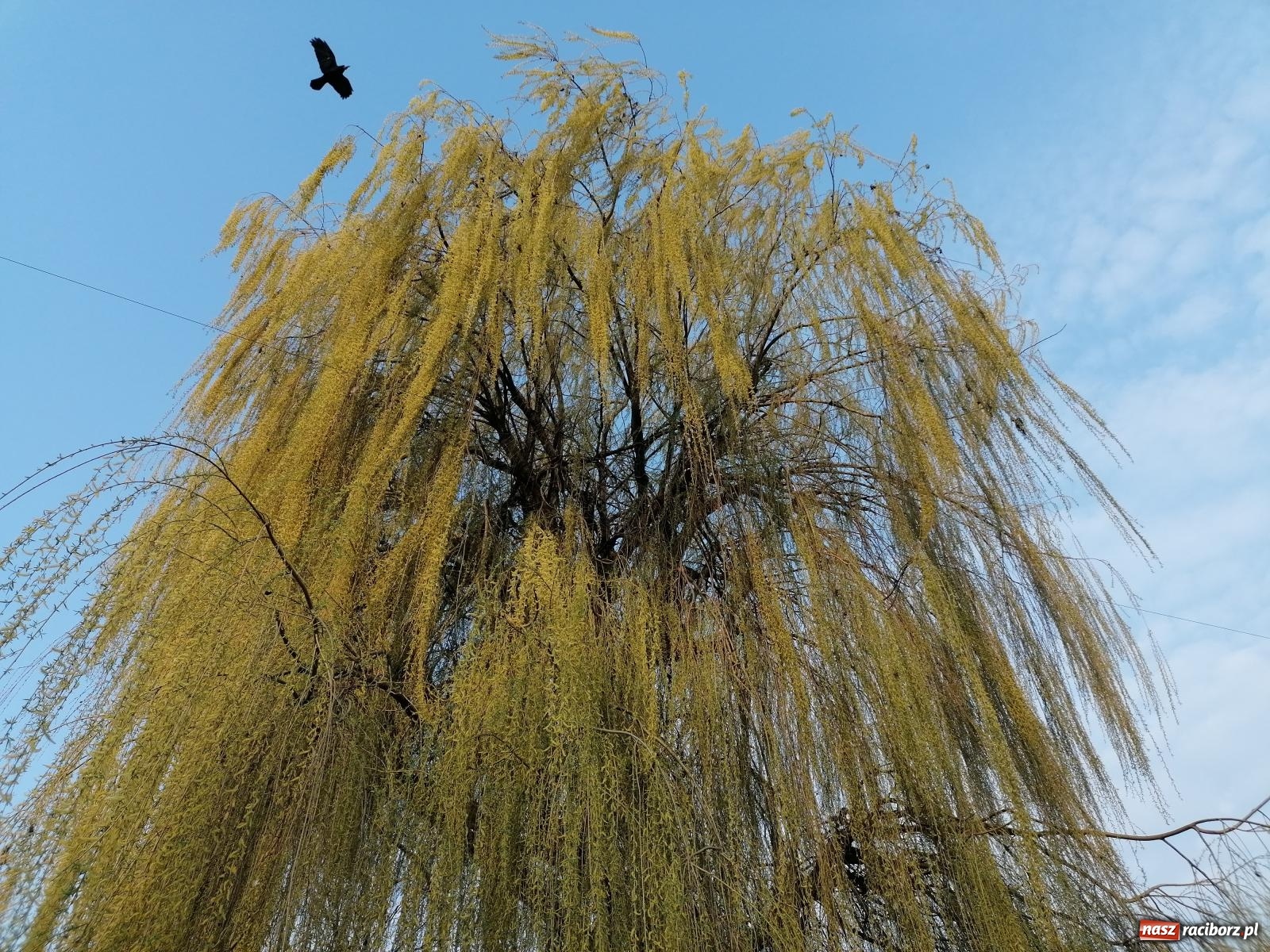 Zdjęcie w galerii na portalu naszraciborz.pl: Parafialne wydarzenia w Raciborzu z okazji 20. rocznicy śmierci JPII wiadomości z regionu