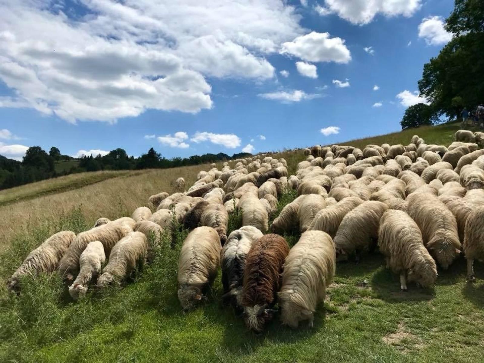 Zdjęcie w galerii na portalu naszraciborz.pl: Orinoko zaprasza w Pieniny: poznaj z nami siłę żywiołów! wiadomości z regionu