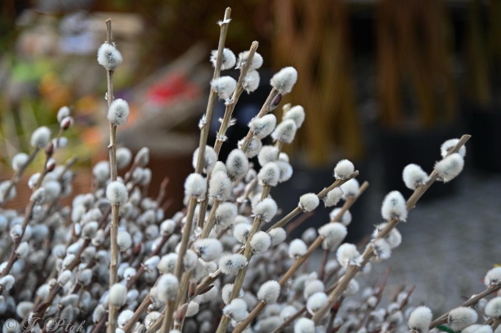 Zdjęcie w galerii na portalu naszraciborz.pl: Jarmark Wielkanocny na Rynku za nami [FOTO] wiadomości z regionu