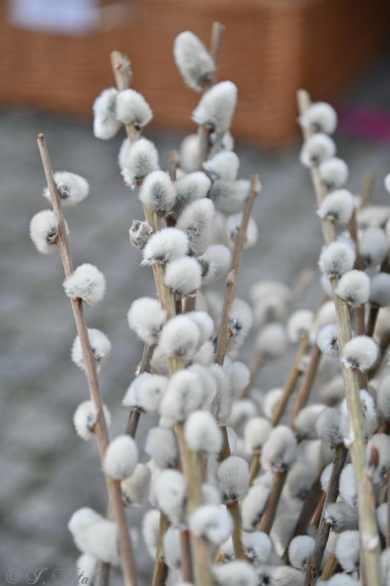 Zdjęcie w galerii na portalu naszraciborz.pl: Jarmark Wielkanocny na Rynku za nami [FOTO] wiadomości z regionu