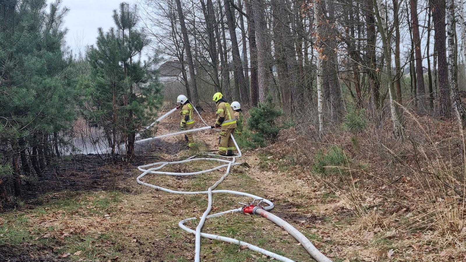 Zdjęcie w galerii na portalu naszraciborz.pl: Dwa pożary młodnika jednego dnia. W Kuźni Raciborskiej grasuje podpalacz? [FOTO] wiadomości z regionu