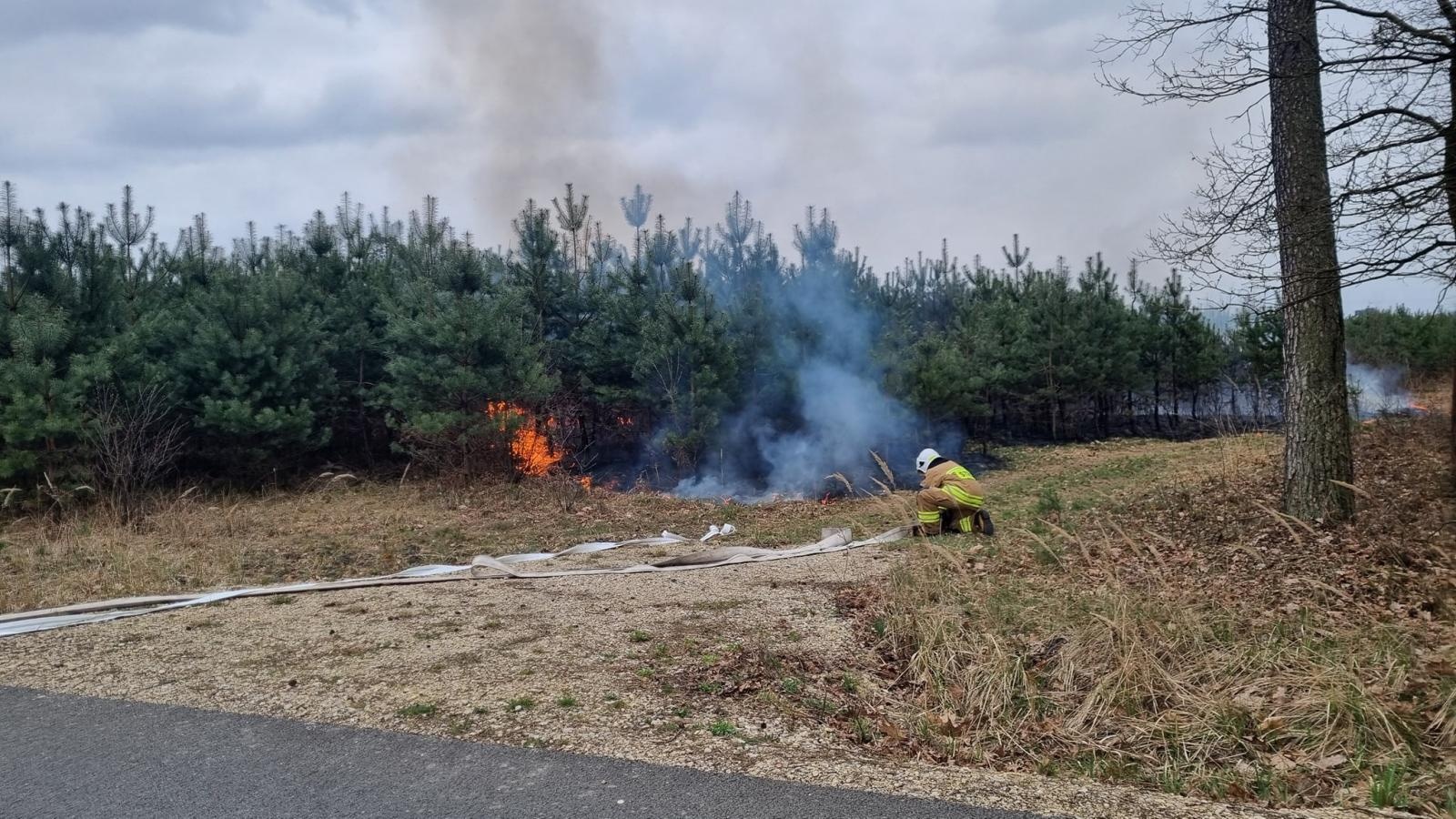 Zdjęcie w galerii na portalu naszraciborz.pl: Dwa pożary młodnika jednego dnia. W Kuźni Raciborskiej grasuje podpalacz? [FOTO] wiadomości z regionu