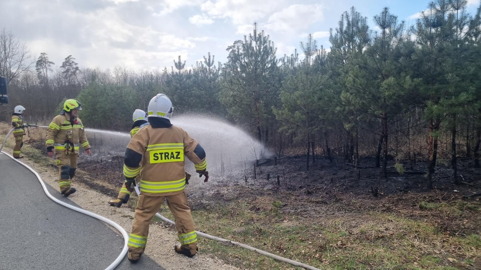 Zdjęcie w galerii na portalu naszraciborz.pl: Dwa pożary młodnika jednego dnia. W Kuźni Raciborskiej grasuje podpalacz? [FOTO] wiadomości z regionu