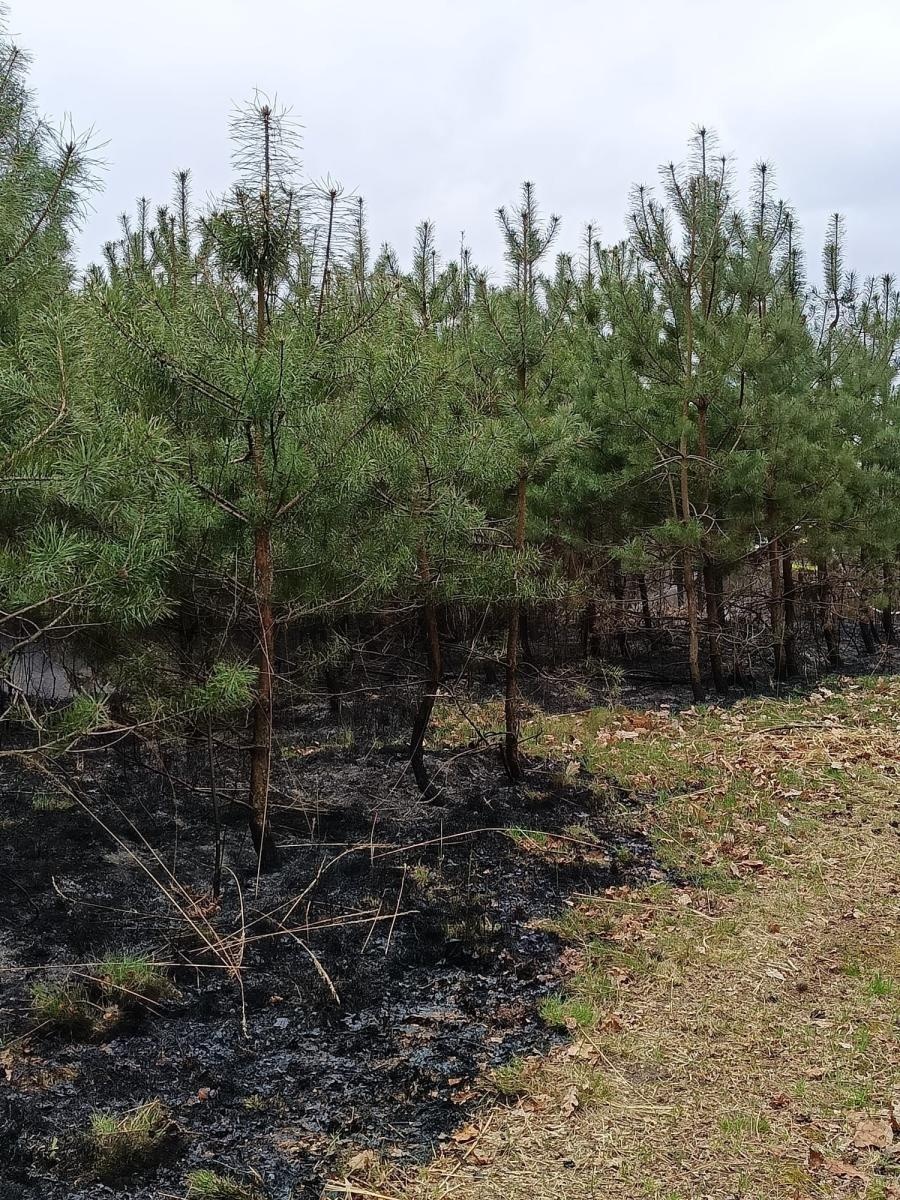 Zdjęcie w galerii na portalu naszraciborz.pl: Dwa pożary młodnika jednego dnia. W Kuźni Raciborskiej grasuje podpalacz? [FOTO] wiadomości z regionu