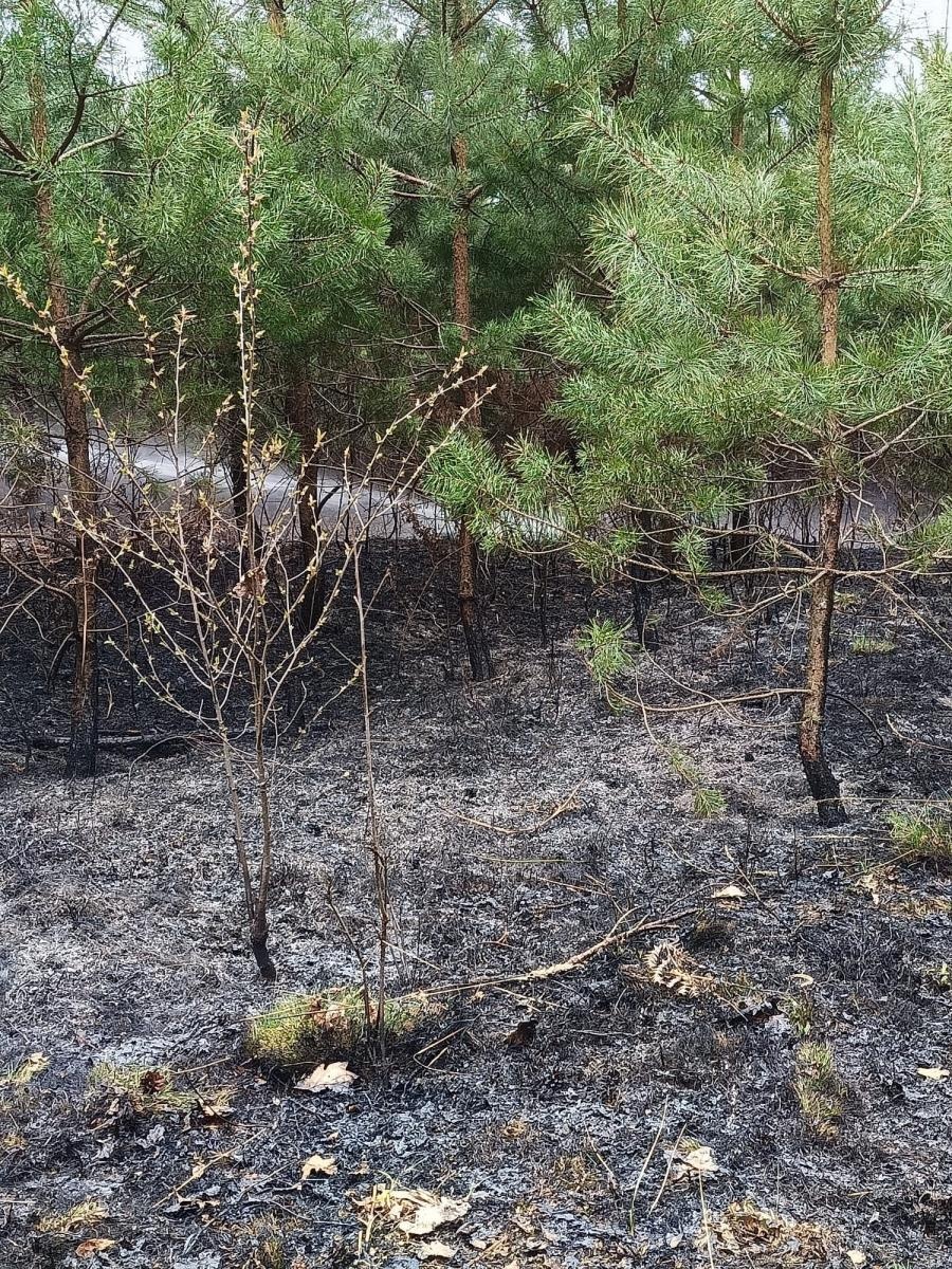 Zdjęcie w galerii na portalu naszraciborz.pl: Dwa pożary młodnika jednego dnia. W Kuźni Raciborskiej grasuje podpalacz? [FOTO] wiadomości z regionu