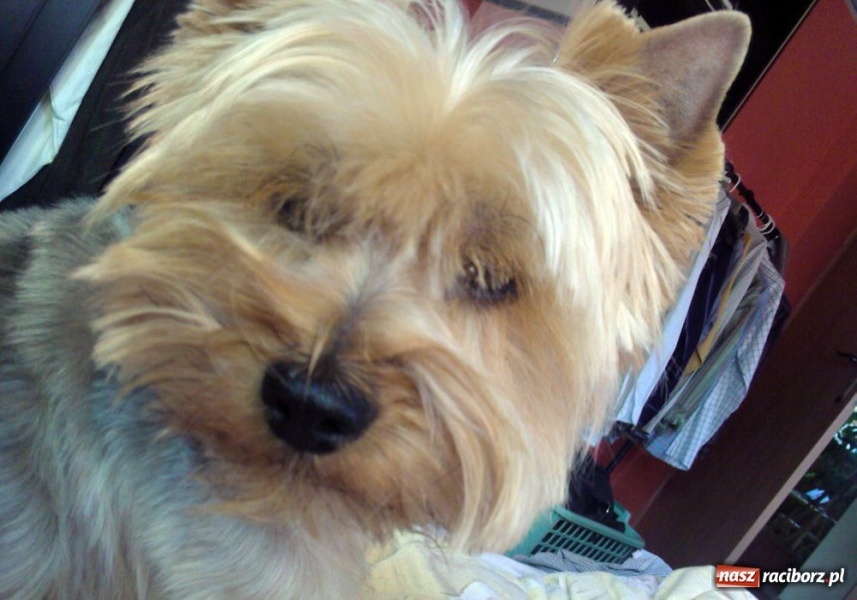 Zdjęcie w galerii na portalu naszraciborz.pl: Zaginął pies rasy York wiadomości z regionu