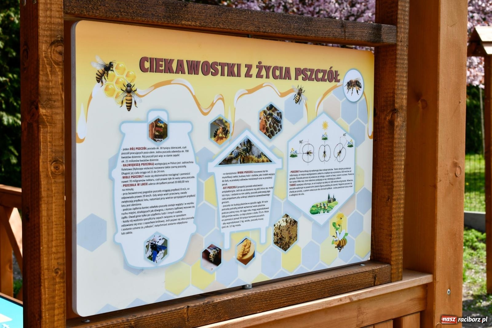 Zdjęcie w galerii na portalu naszraciborz.pl: Zielone wędrówki pod chmurką – nowa ekopracownia w Studziennej [FOTO i WIDEO] wiadomości z regionu